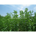 High Quality Stevia Extract 80% 95% Steviosides